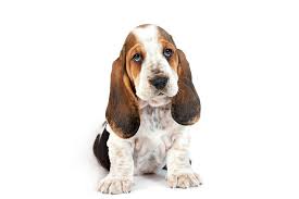Basset Hounds dog breed