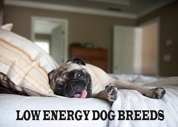Top 11 Low Energy Dog Breeds