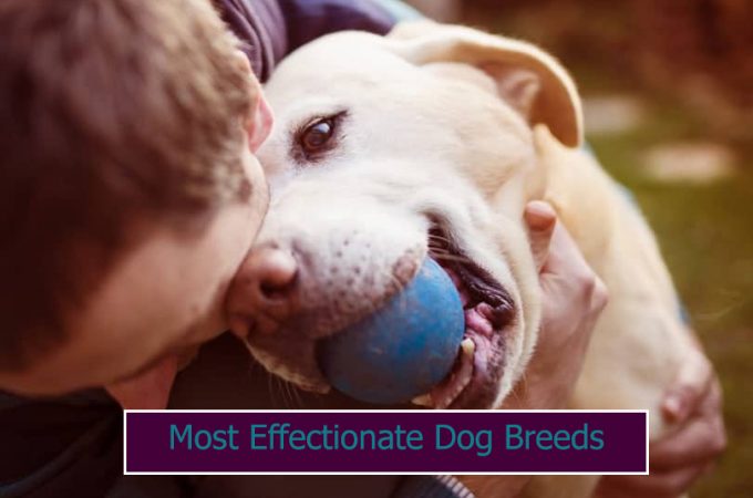 Top 7 Most Affectionate Dog Breeds