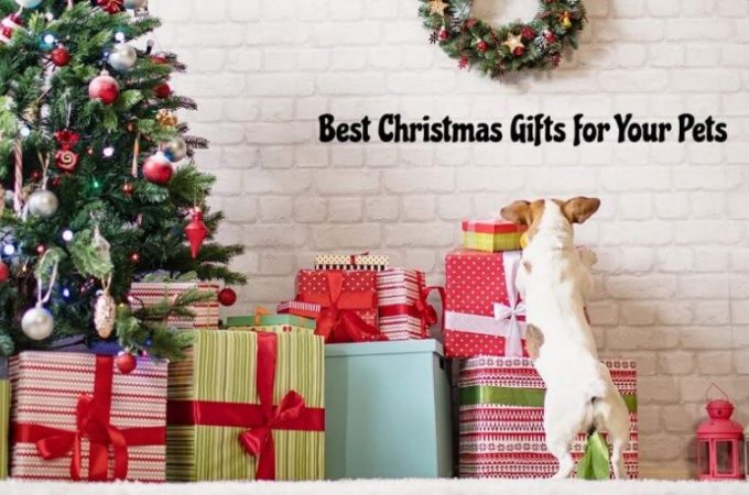 Is Christmas nearby? Create A Holiday Gift Guide For Pet