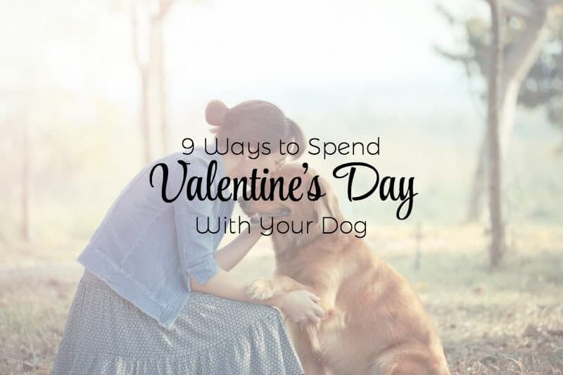 Valentines day with pets