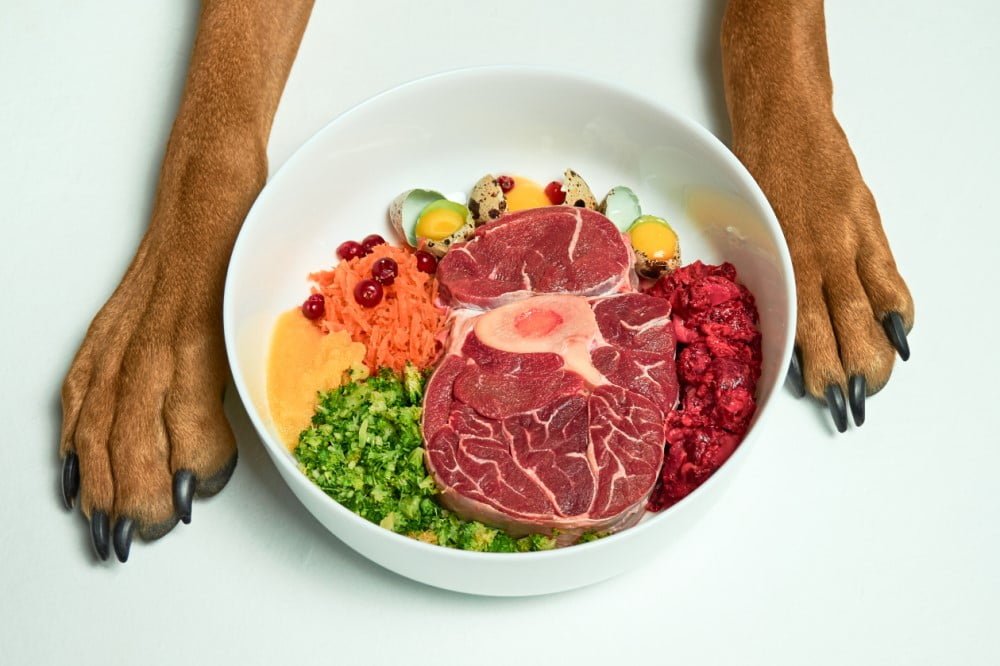 5 Types Of Dog Food & Their Differences