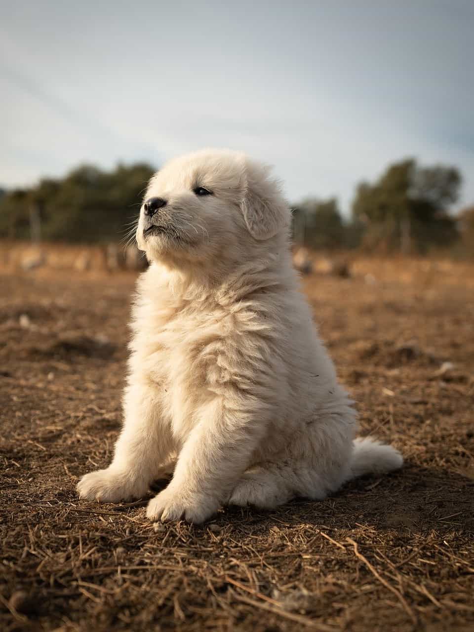 big-white-fluffy-great-pyrenees-puppy